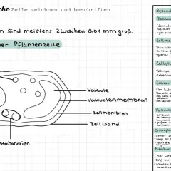 Schema einer Pflanzenzelle mit Zellwand, Zellmembran, Zellplasma, Zellkern, Vakuole, Chloroplasten und Mitochondrien. Der Mikroskop-Aufbau ist hier nicht zu sehen.