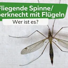 Eine Fliege, die wie eine Spinne mit Flügeln aussieht, sitzt auf weißem Grund.