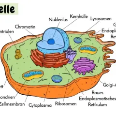 Schema einer tierischen und pflanzlichen Zelle mit beschrifteten Organellen wie Zellkern, Mitochondrien und Golgi-Apparat.
