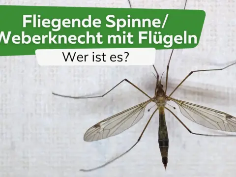 Fliege oder Spinne? So erkennst du den Unterschied!