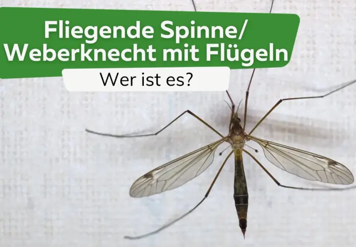 Eine Fliege, die wie eine Spinne mit Flügeln aussieht, sitzt auf weißem Grund.
