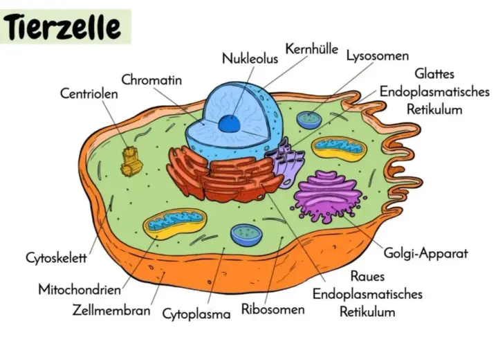 Schema einer tierischen und pflanzlichen Zelle mit beschrifteten Organellen wie Zellkern, Mitochondrien und Golgi-Apparat.