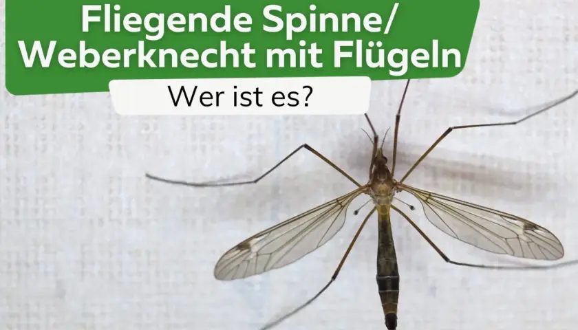 Eine Fliege, die wie eine Spinne mit Flügeln aussieht, sitzt auf weißem Grund.