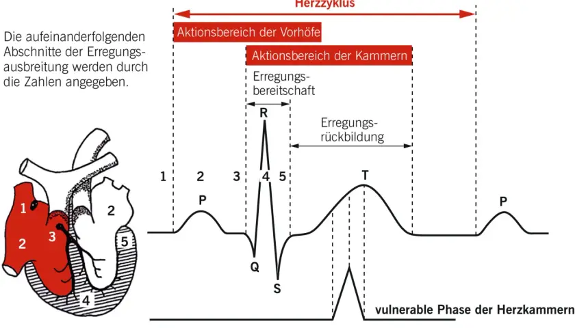 Herzzyklus: Darstellung der Erregungsausbreitung im Herzen und des EKG. Die wirkungen des elektrischen stroms werden durch die Phasen des Herzschlags erklärt.