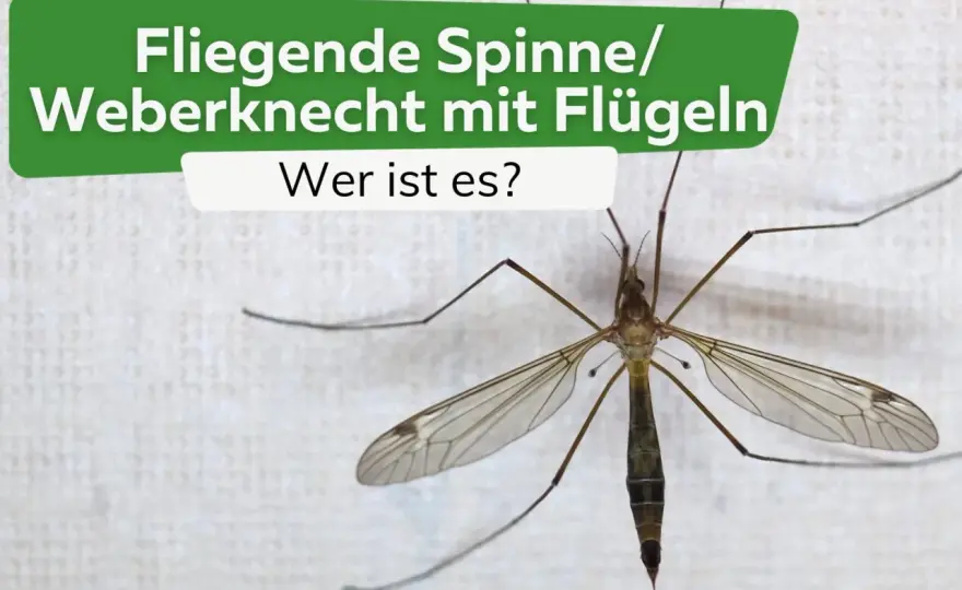 Fliege oder Spinne? So erkennst du den Unterschied!
