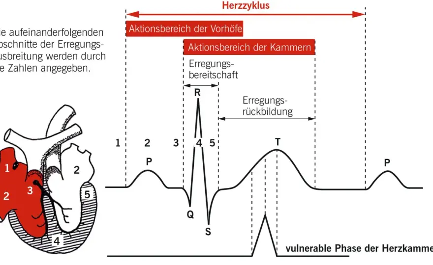 Stromwirkungen verstehen - Technik & Sicherheit im Alltag