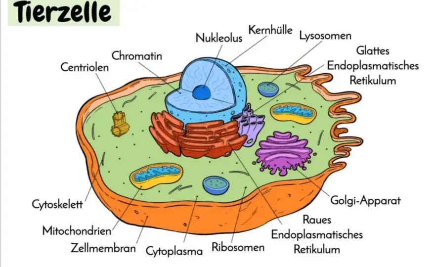 Tierzelle vs. Pflanzenzelle - Der ultimative Vergleich