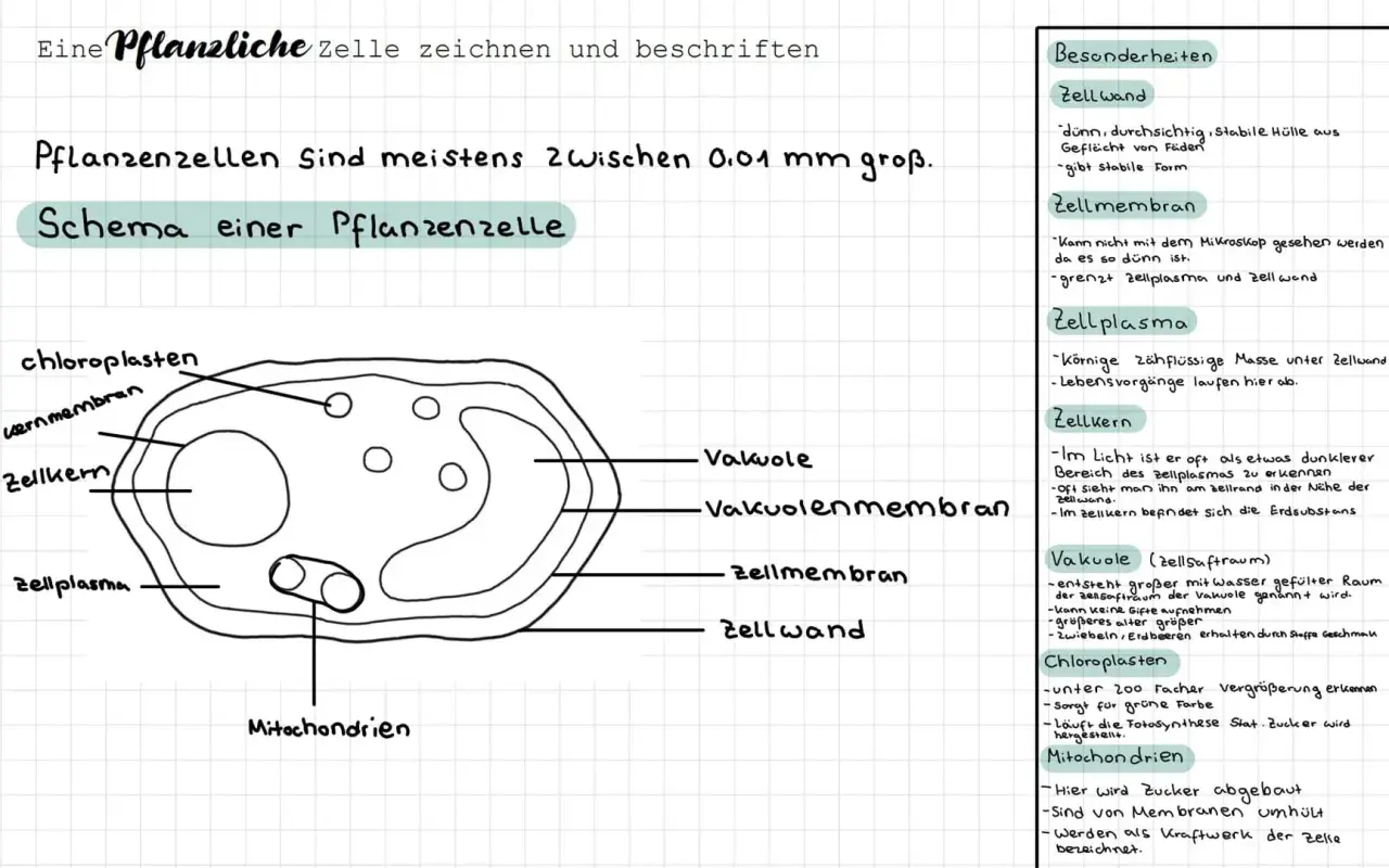 Schema einer Pflanzenzelle mit Zellwand, Zellmembran, Zellplasma, Zellkern, Vakuole, Chloroplasten und Mitochondrien. Der Mikroskop-Aufbau ist hier nicht zu sehen.