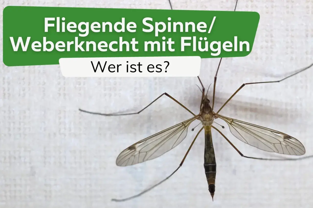 Eine Fliege, die wie eine Spinne mit Flügeln aussieht, sitzt auf weißem Grund.
