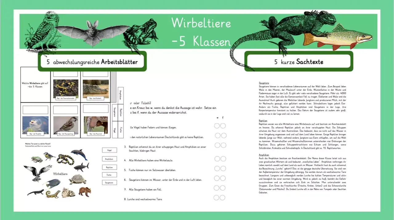 Arbeitsblätter zu Wirbeltiere - 5 Klassen: Eulen, Fledermäuse, Frösche, Echsen, Fische. Lerne die Klassen der Wirbeltiere kennen.