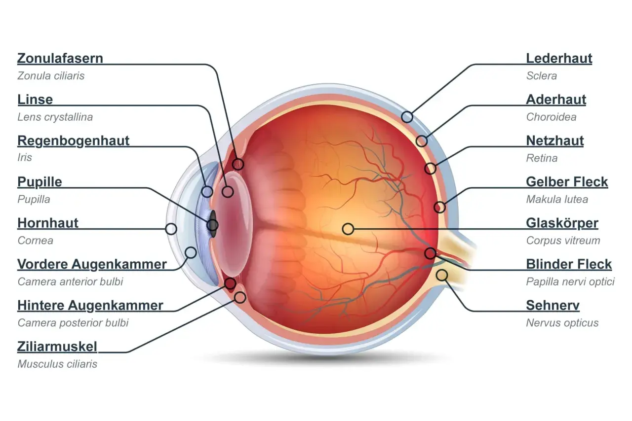Querschnitt durch das menschliche Auge mit beschrifteten Teilen wie Hornhaut, Linse, Pupille und Sehnerv. Dieses faszinierende Auge ermöglicht uns die Welt zu sehen.