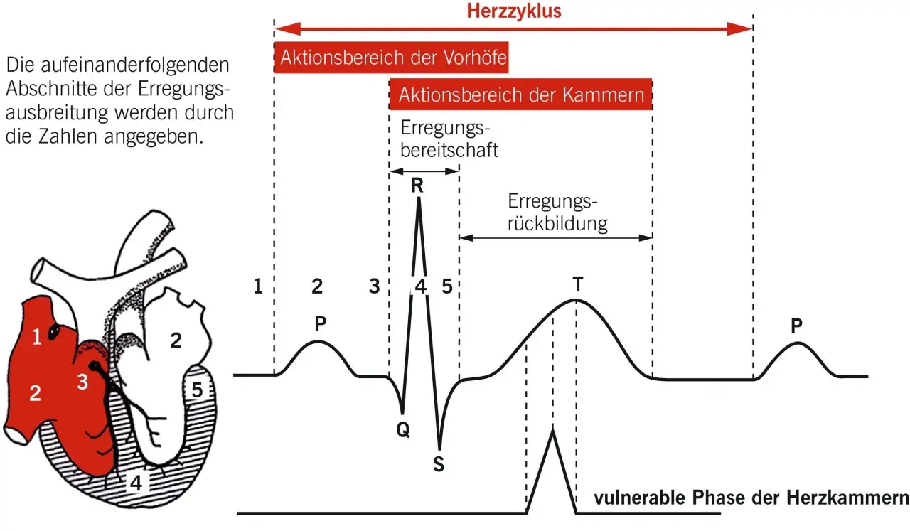 Herzzyklus: Darstellung der Erregungsausbreitung im Herzen und des EKG. Die wirkungen des elektrischen stroms werden durch die Phasen des Herzschlags erklärt.