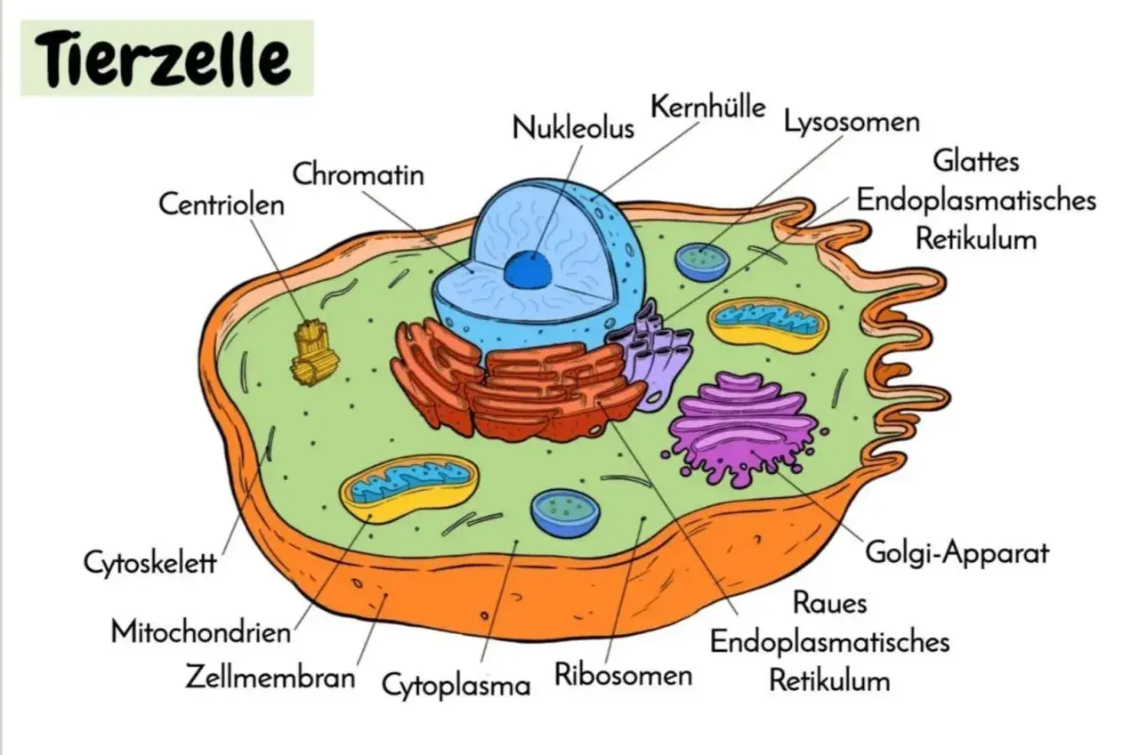 Schema einer tierischen und pflanzlichen Zelle mit beschrifteten Organellen wie Zellkern, Mitochondrien und Golgi-Apparat.