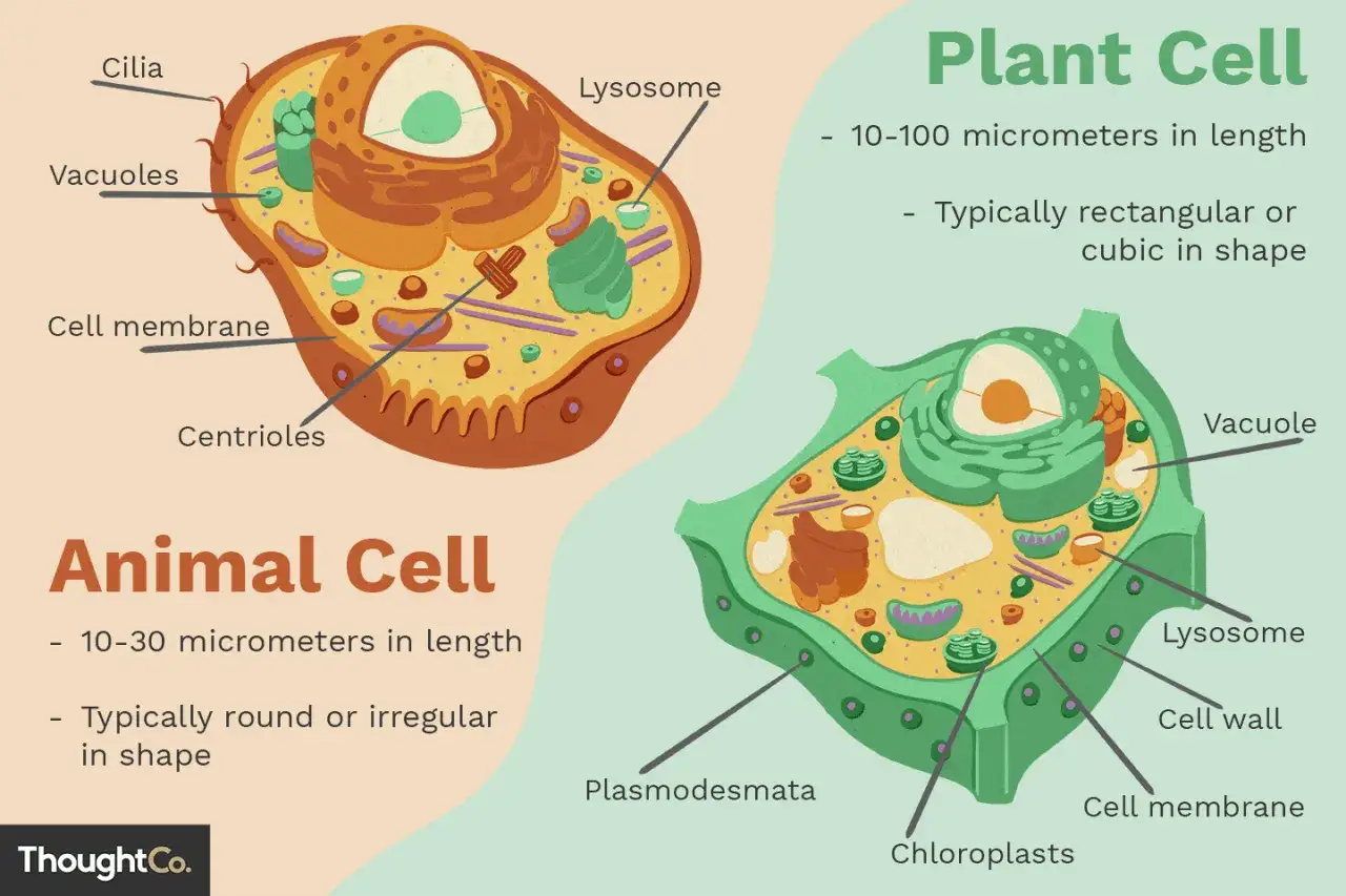 Vergleich von tierischer und pflanzlicher Zelle mit ihren Bestandteilen wie Zellmembran, Vakuolen und Chloroplasten.