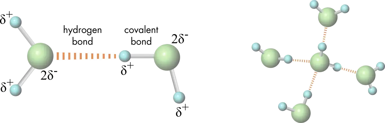Molek&uuml;le H₂O zeigen die besonderen Eigenschaften von Wasser: Wasserstoffbr&uuml;ckenbindungen verbinden die Sauerstoffatome (gr&uuml;n) &uuml;ber Wasserstoffatome (hellblau).